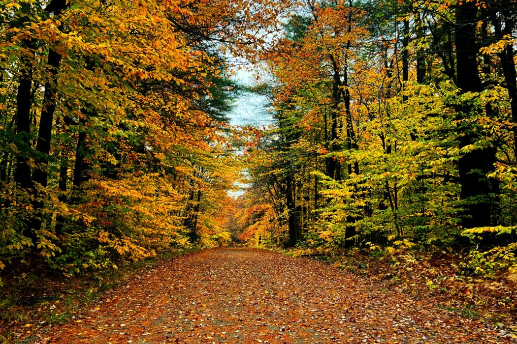 Best Scenic Fall Drives in New England