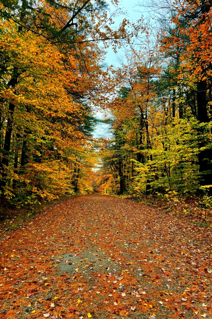 Best Scenic Fall Drives in New England